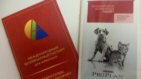 Как заполнять международный паспорт для собаки в Дети